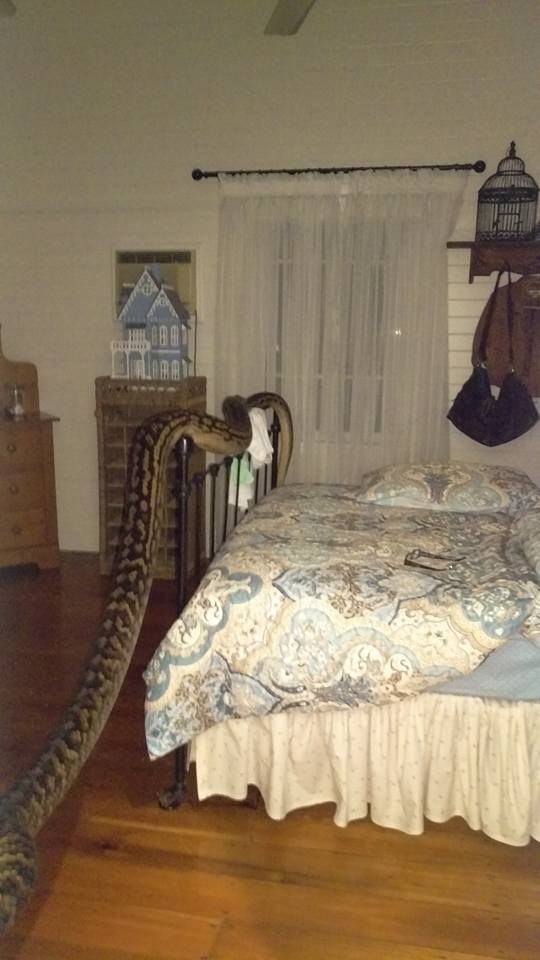 Cette femme a été réveillée en pleine nuit par un python de 4,9 mètres