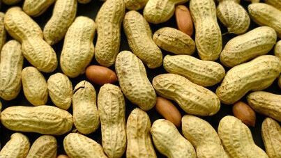 Diourbel : Plus de 2 100 tonnes de semences d’arachide déjà distribuées
