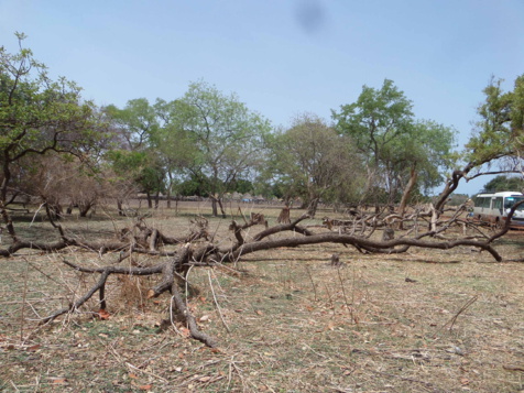Photos: Fandana: Les trafiquants de bois s’attaquent à un cimetière