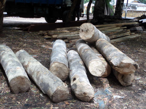Lutte contre le trafic du bois à Bignona : 112 personnes interpellées et un impressionnant lot de matériels saisi