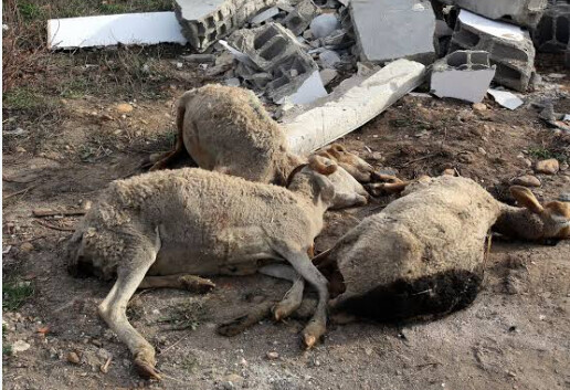 HLM 6 : un homme interpellé après une tentative de vente de viande de mouton impropre à la consommation