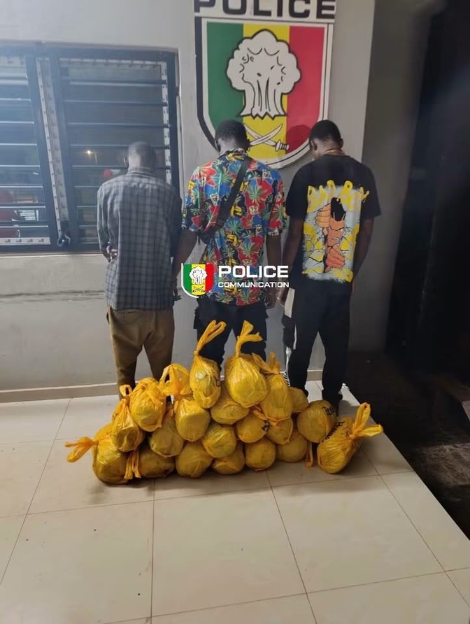 Bignona : trois individus interpellés avec 20 kg de chanvre indien