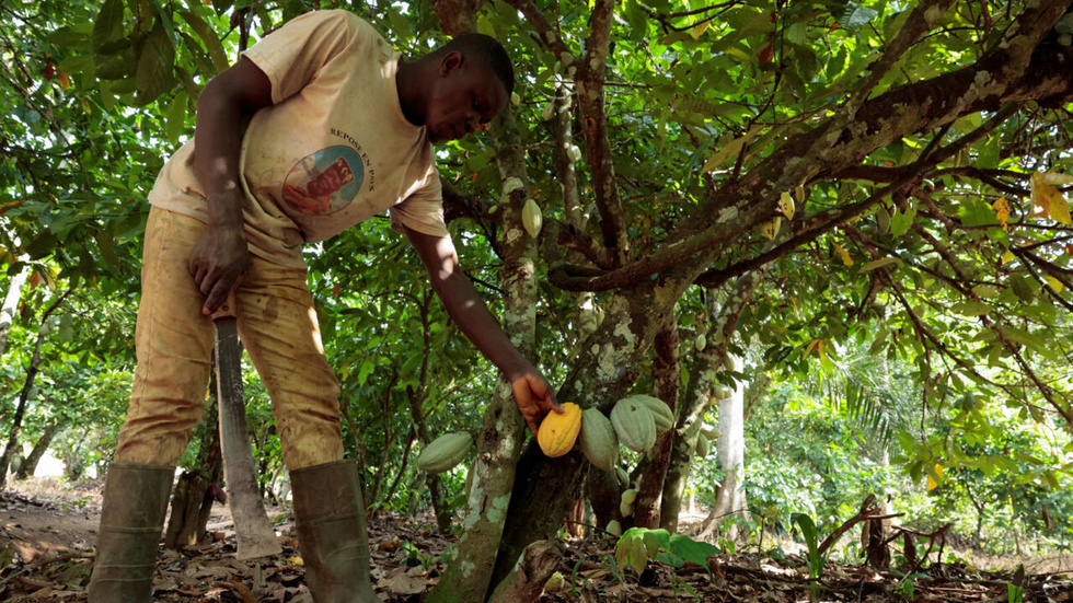 Côte d'Ivoire : le prix du cacao reconduit à 1 200 francs CFA le kilogramme