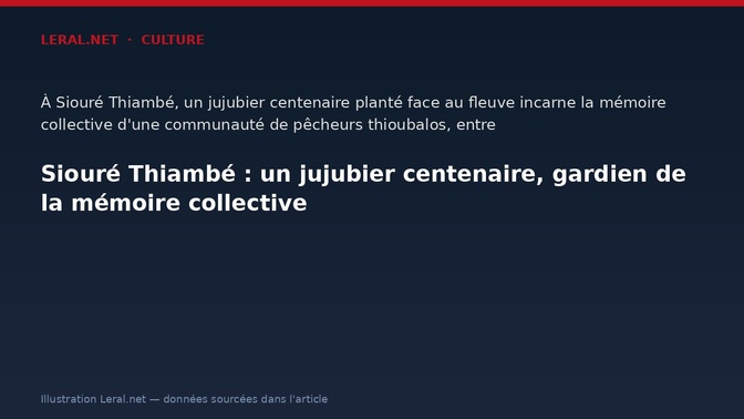 Siouré Thiambé : un jujubier centenaire, gardien de la mémoire collective