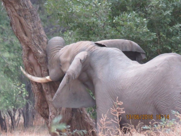 Un éléphant sauvé après qu'une balle a été retirée de son crâne