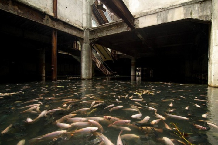 Un centre commercial abandonné, occupé par des poissons.