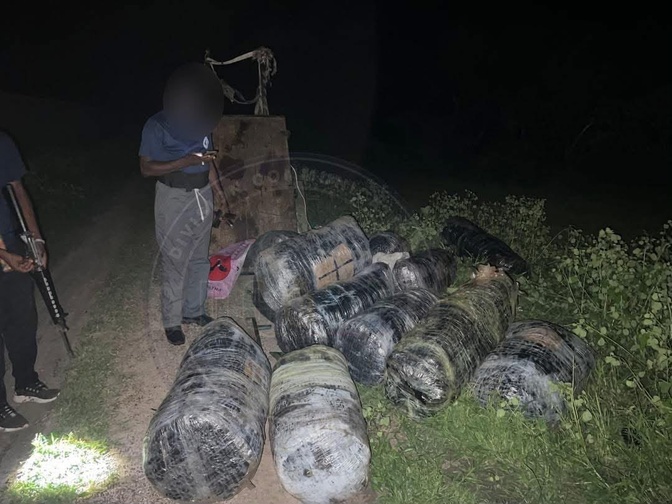 Mbodiène : six individus armés de machettes prennent la fuite, 375 kg de chanvre saisis