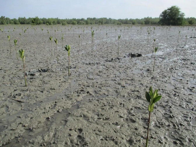 Bignona : un camp communautaire pour restaurer 10 hectares de mangrove à Suelle