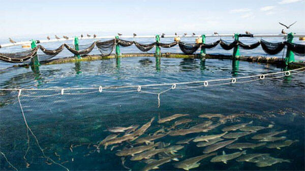 Aquaculture au Sénégal : le ministère de la Pêche met en avant les opportunités d'investissement