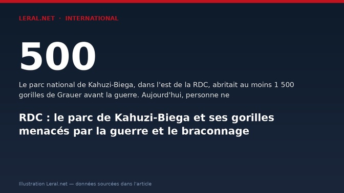 RDC : le parc de Kahuzi-Biega et ses gorilles menacés par la guerre et le braconnage