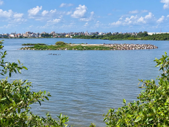Réserve naturelle de la Grande Niaye du Technopole : un espace de biodiversité menacé par la pollution