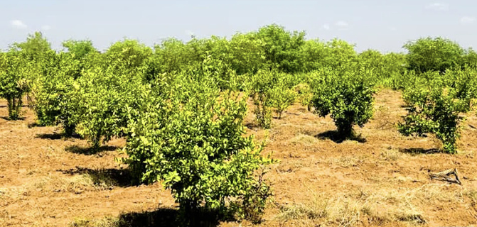 Thilogne : une association mise sur l’agroécologie pour booster la souveraineté alimentaire
