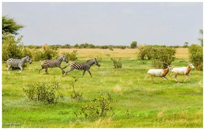 Podor : la réserve d'Amboura abrite girafes, zèbres et oryx en liberté