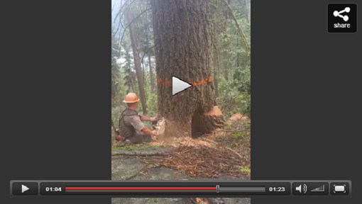 Quand l'arbre se venge de son bûcheron