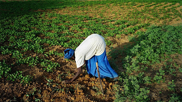 Journée mondiale des femmes rurales : à Sédhiou, un appel pour plus d'investissements en leur faveur