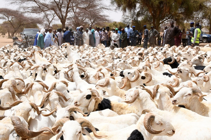 Tabaski 2026 : le ministre de l'Elevage annonce un objectif de 900 000 moutons largement dépassé