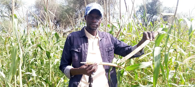 Riz de plateau : Andel Kitane, une figure de la filière dans le Saloum