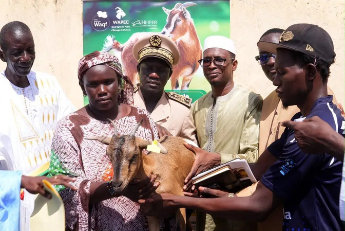 Podor : la Haute Autorité du Waqf distribue ses premières chèvres aux éleveurs d'Aéré Lao