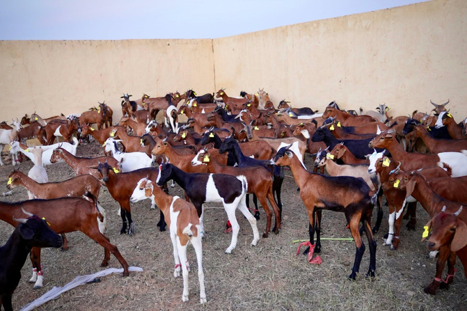 Koungheul : la HAW remet les premières chèvres du projet de waqf agricole WAPEC
