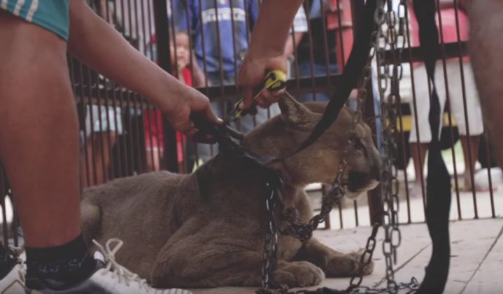 Au Pérou, un puma retenu depuis 20 ans dans un cirque enfin libéré