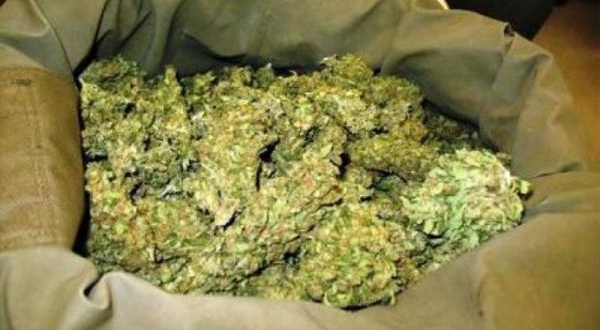 Trafic de Yamba : La nouvelle stratégie intelligente des dealers pour écouler le chanvre