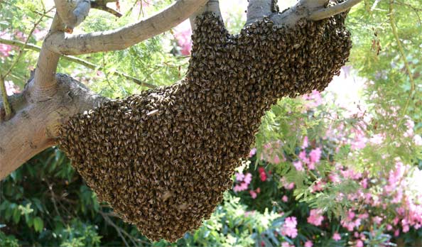Rosso : La délégation de la Jica et de la Saed attaquée par un essaim d'abeilles, un mort et un blessé grave