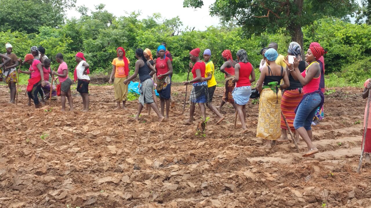 Bignona : Le président Mamina Kamara et Mamadou Lamine Keïta deviennent des "cultivateurs"