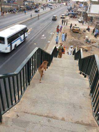 Sénégal: Les gens traversent l'autoroute, un chien emprunte la passerelle: la photo qui fait le buzz