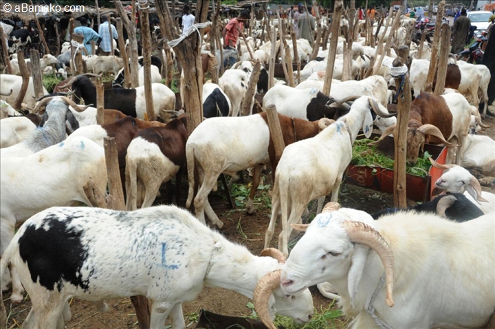 Autosuffisance en mouton : Vers l’interdiction de l’abattage des brebis