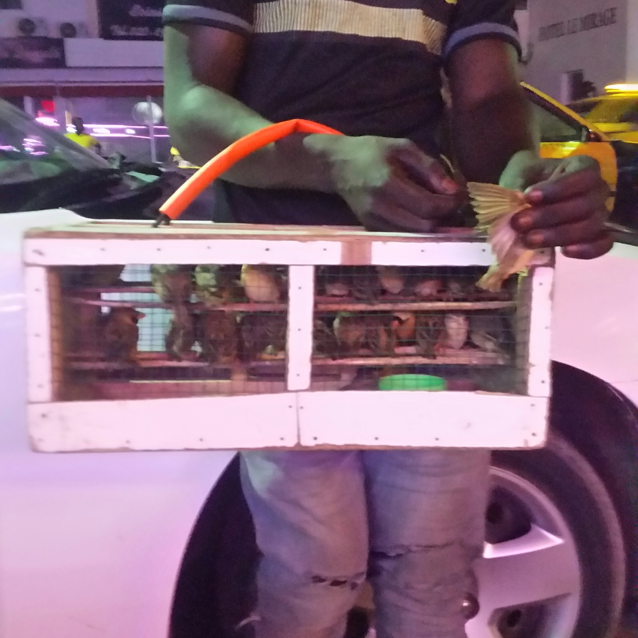 Insolite : les vendeurs d’oiseaux d’augure Dakar By Night