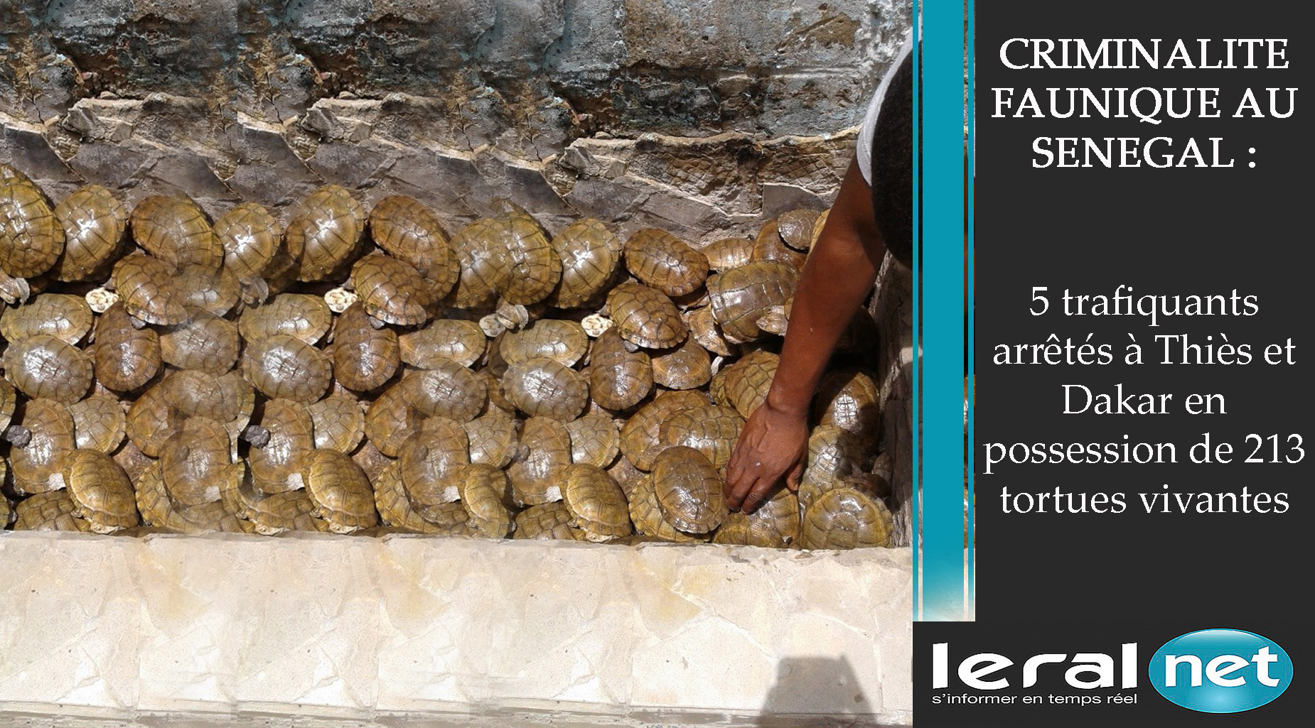 Criminalité faunique au Sénégal : 5 trafiquants arrêtés à Thiès et Dakar en possession de 213 tortues vivantes