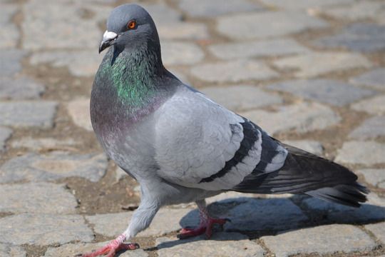 Condamnés pour avoir massacré des pigeons
