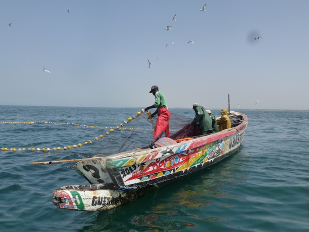 Gestion de ressources halieutiques : Plus de 12.000 pots à poulpe immergés à Mbour