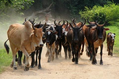 Kaolack : Le plus grand voleur de bétail de la région libéré sans procès