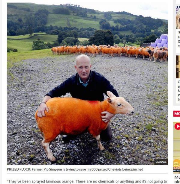 Il teint ses 800 moutons en orange… pour éviter qu'on les vole