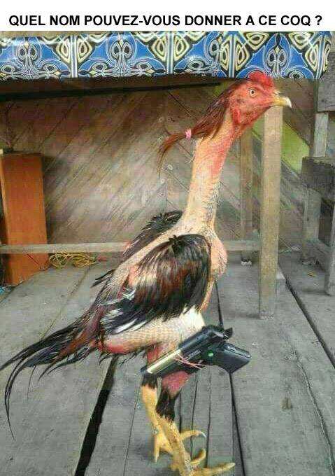 Cow- Boy ou Coq-Boy?