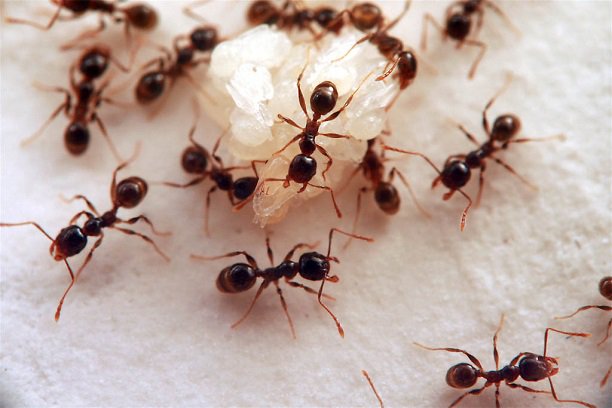 Des fourmies