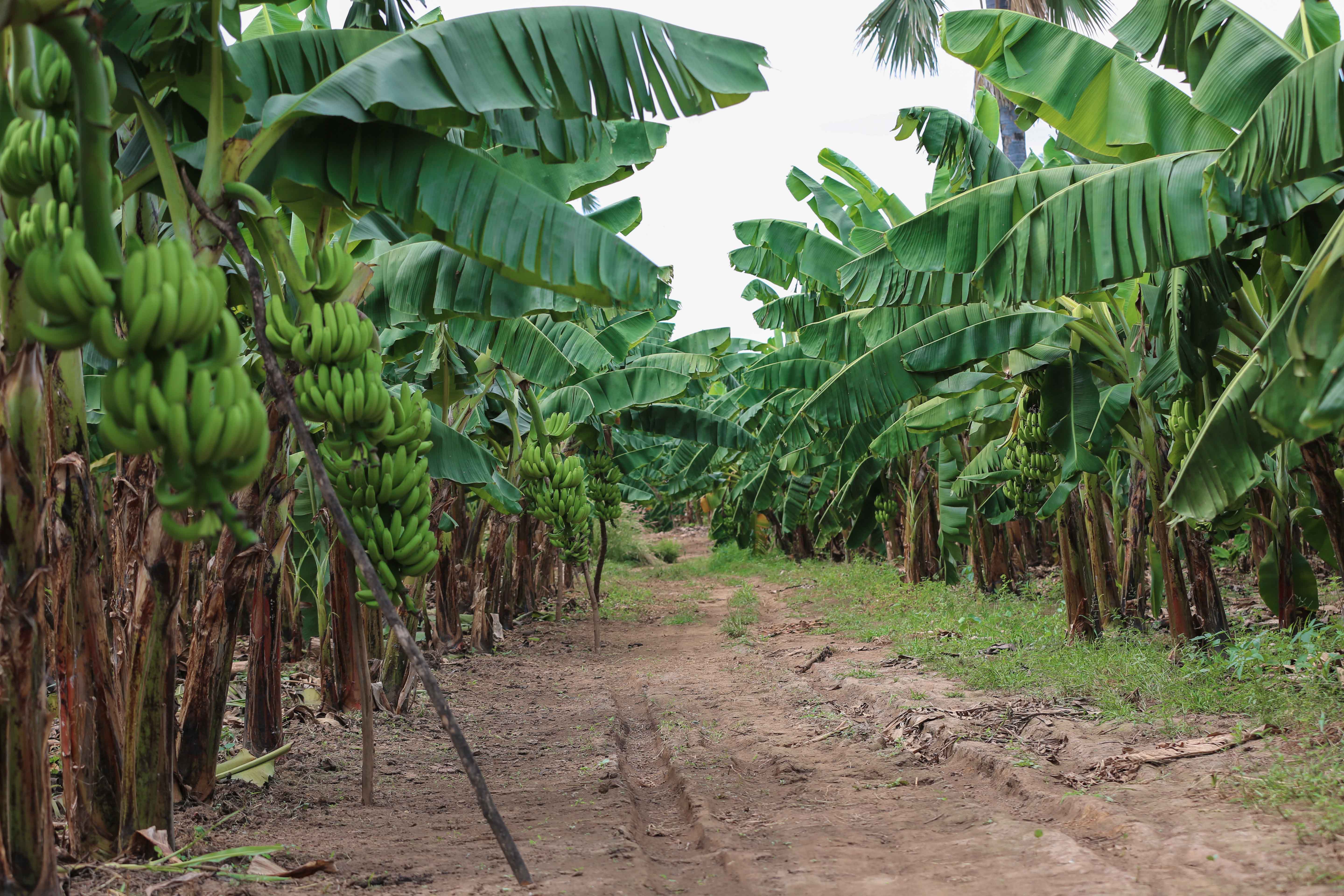 Photos : Visite du Président Macky Sall dans les plantations de banane (200 ha) de Mamadou Sall et de CORPROBAT á Laboya (Tambacounda)