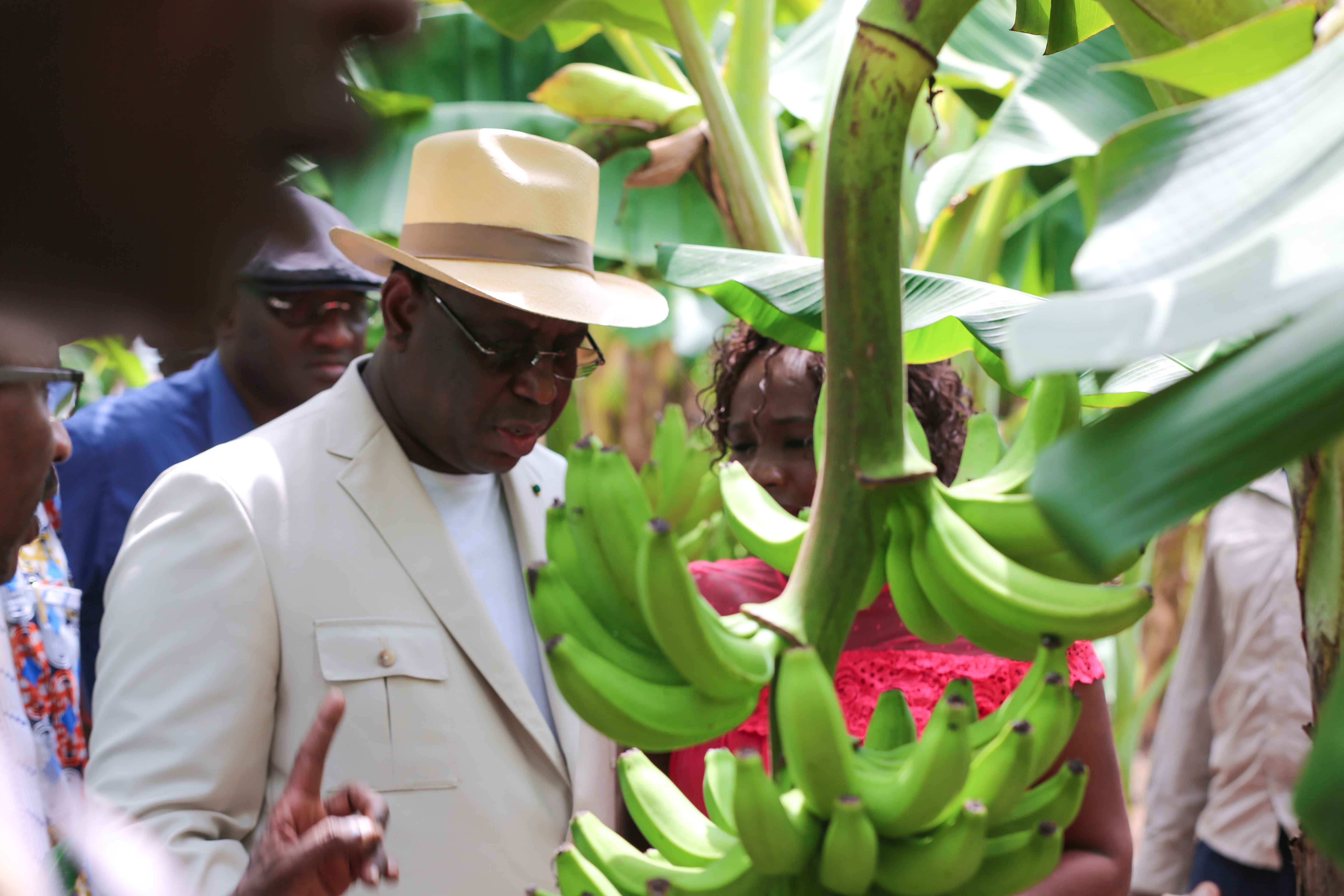 Photos : Visite du Président Macky Sall dans les plantations de banane (200 ha) de Mamadou Sall et de CORPROBAT á Laboya (Tambacounda)