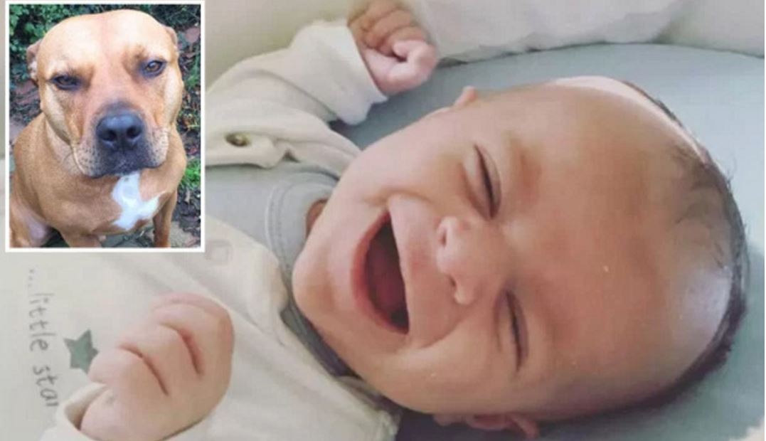 Un bébé de 4 mois dans les bras de sa mère, attaqué et tué par le chien domestique de la maison