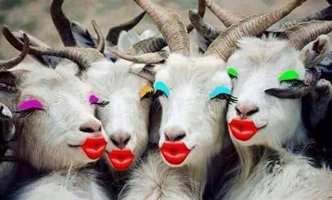 Des chèvres en mode maquillage, de qui se moque-t-on?