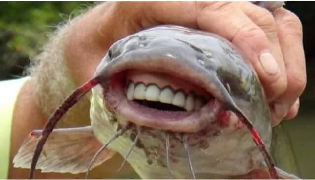 Incroyable mais vrai, un poisson avec une dentition humaine