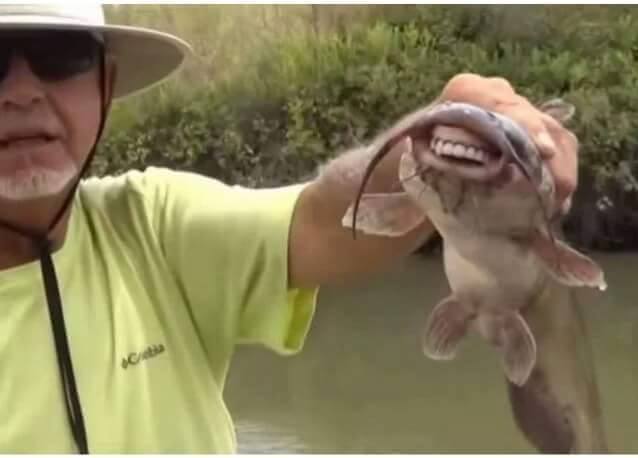 Incroyable mais vrai, un poisson avec une dentition humaine