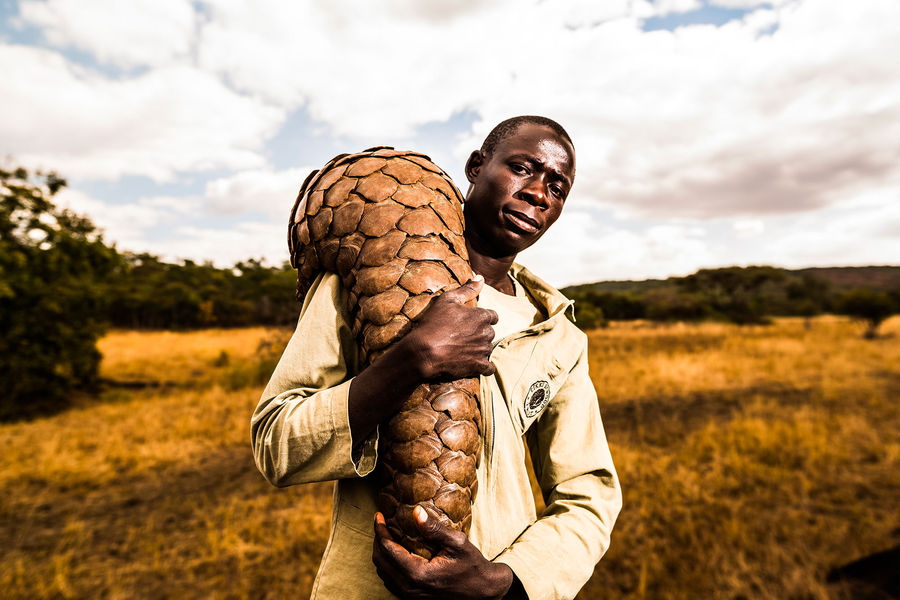 Photos : Le Zimbabwéen Tikki Hywood Trust, l’homme qui aime les pangolins comme ses propres enfants