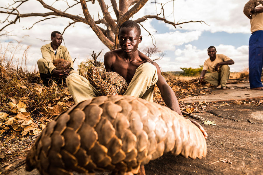 Photos : Le Zimbabwéen Tikki Hywood Trust, l’homme qui aime les pangolins comme ses propres enfants