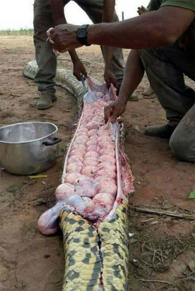 Insolite : des douzaine d'oeufs trouvées dans le ventre d'un serpent géant soupçonné d'avoir mangé une chèvre, regardez