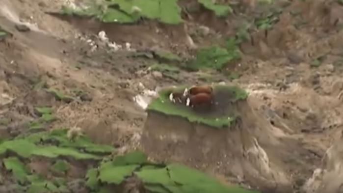 trois vaches échappent miraculeusement
