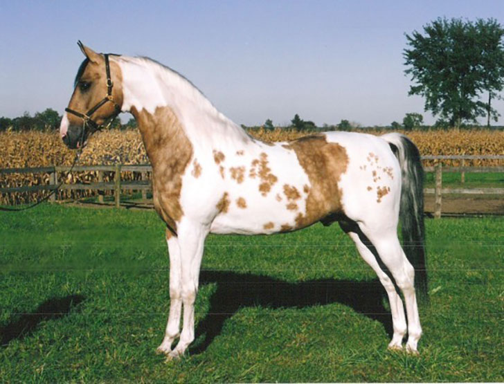 Ces chevaux ont les couleurs les plus exceptionnelles et les plus belles du monde ! Ils sont vraiment splendides !