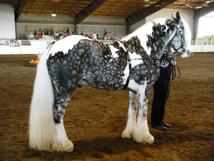 Ces chevaux ont les couleurs les plus exceptionnelles et les plus belles du monde ! Ils sont vraiment splendides !