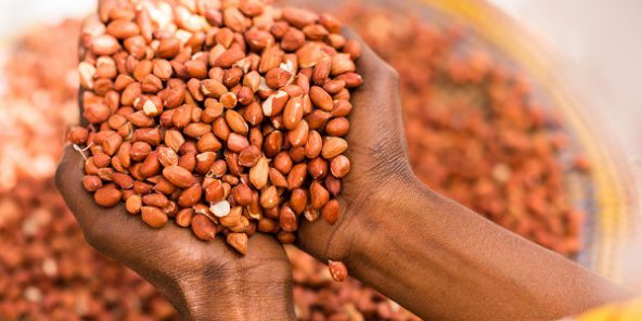 En pleine restructuration depuis sa renationalisation en octobre 2015, la Société nationale de commercialisation des oléagineux du Sénégal (Sonacos) fait face à sa première campagne de commercialisation de l'arachide.